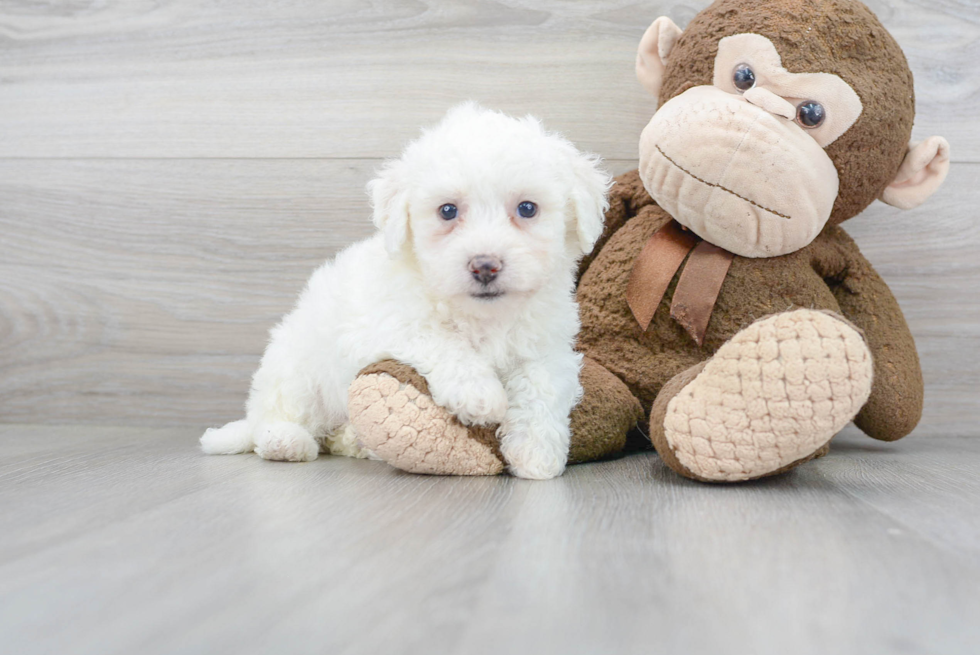 Best Bichon Frise Baby