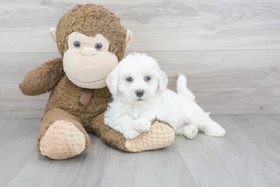 Hypoallergenic Bichon Frise Purebred Pup