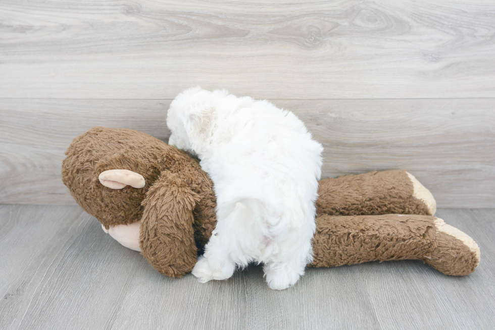 Energetic Bichon Frise Purebred Puppy