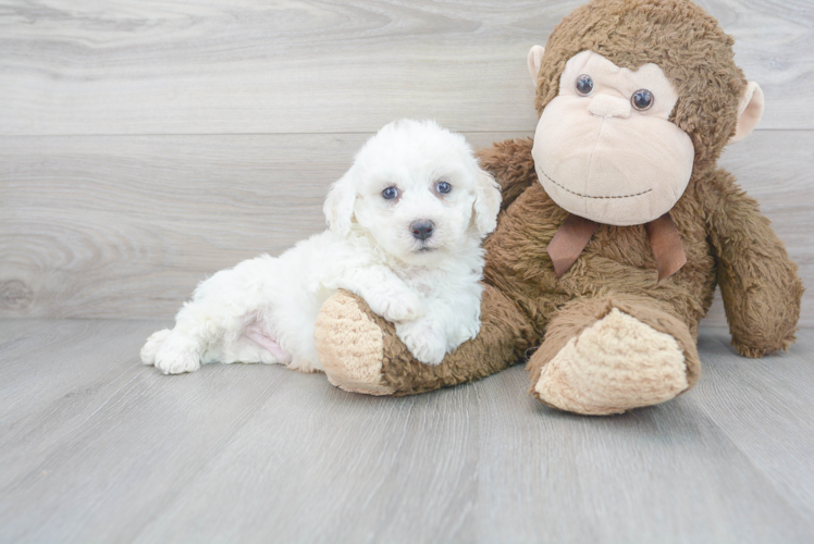 Happy Bichon Frise Purebred Puppy