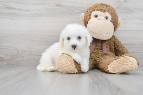 Friendly Bichon Frise Baby