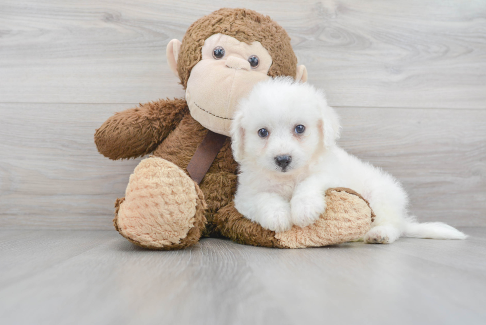 Popular Bichon Frise Purebred Pup