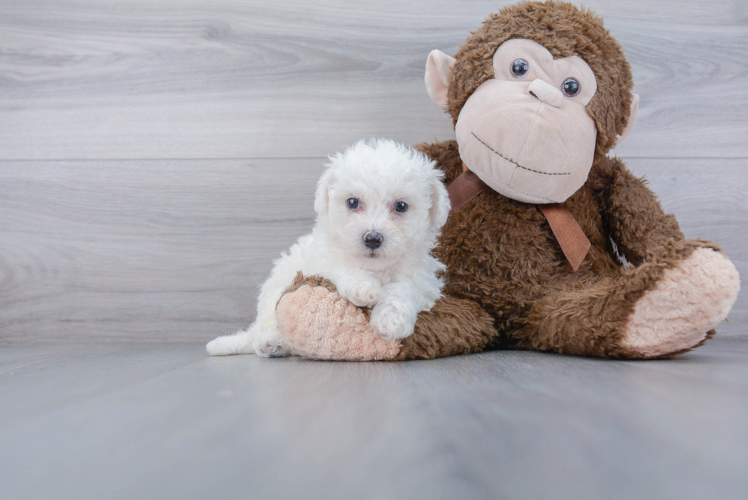 Cute Bichon Frise Purebred Puppy