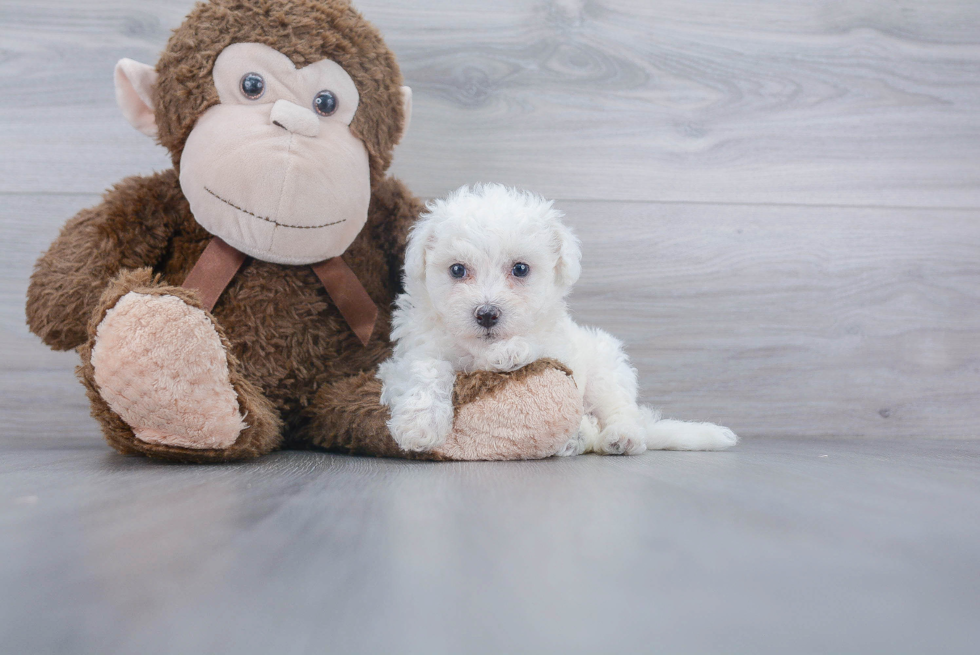 Bichon Frise Puppy for Adoption