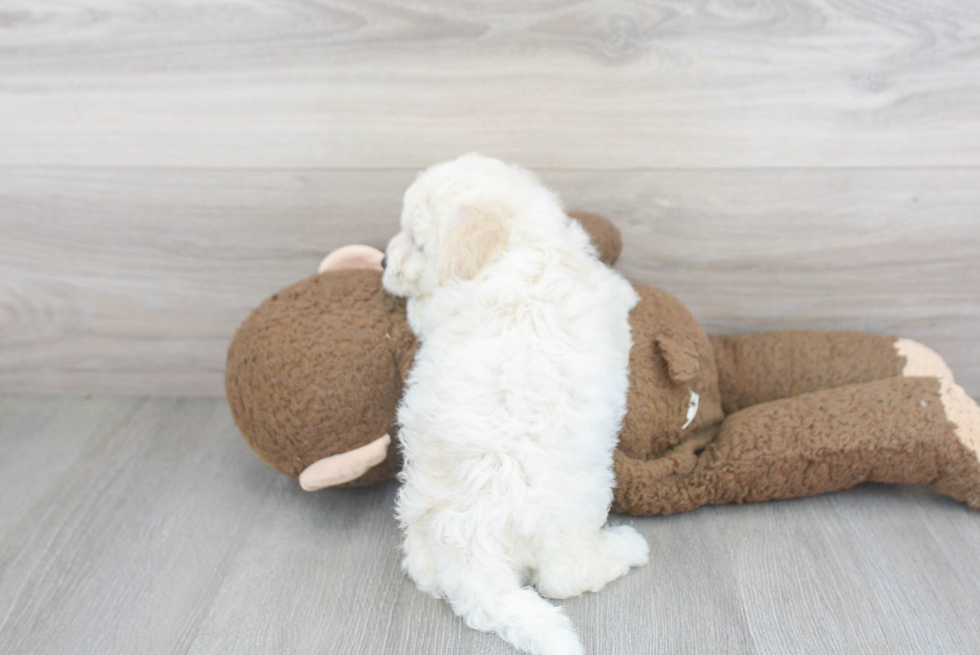 Bichon Frise Pup Being Cute