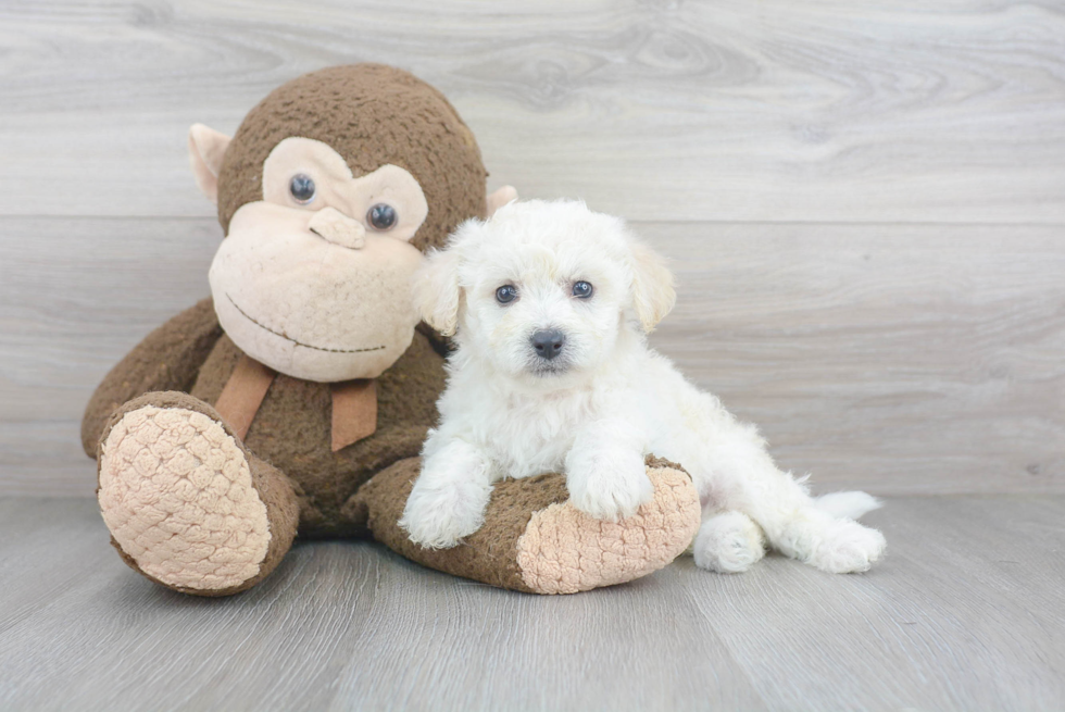 Small Bichon Frise Baby