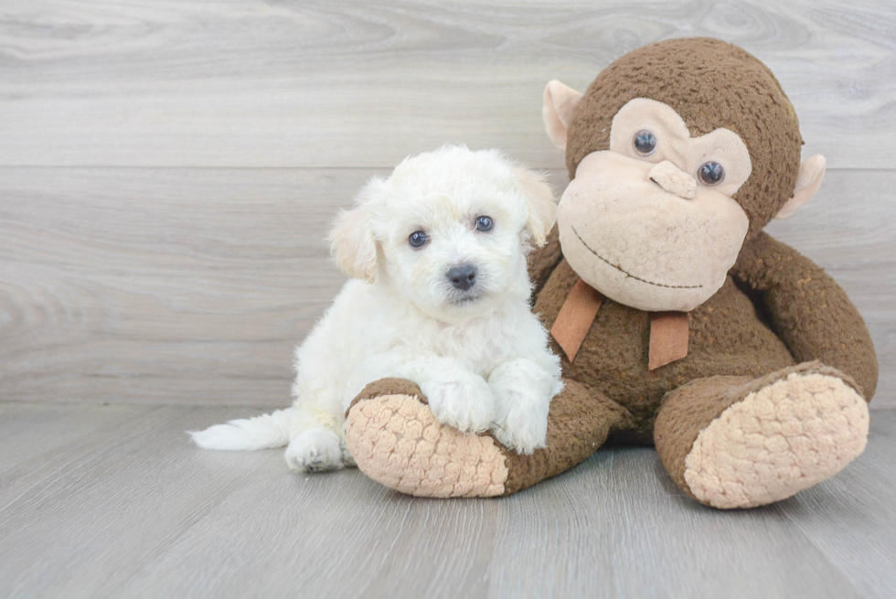 Small Bichon Frise Baby