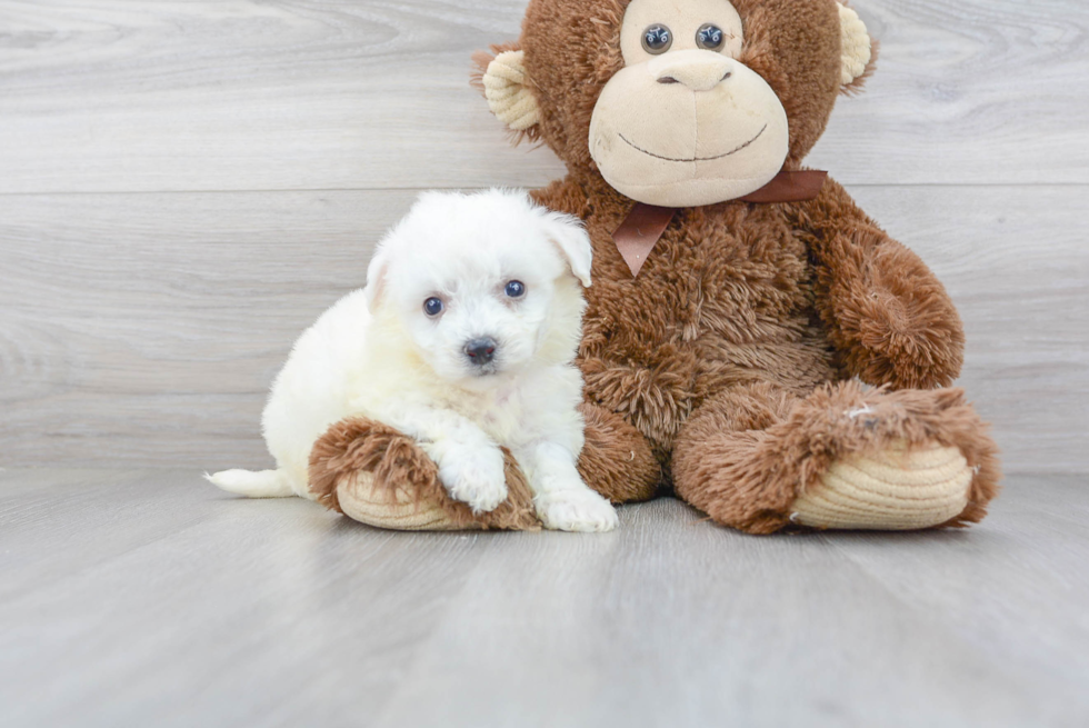 Best Bichon Frise Baby