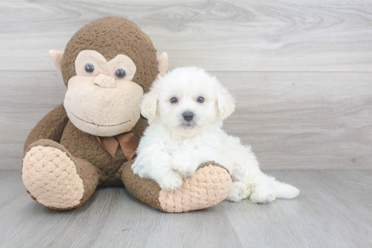 Bichon Frise Pup Being Cute