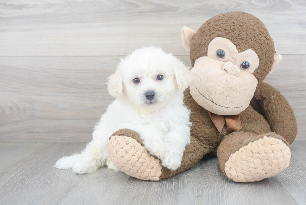Bichon Frise Puppy for Adoption