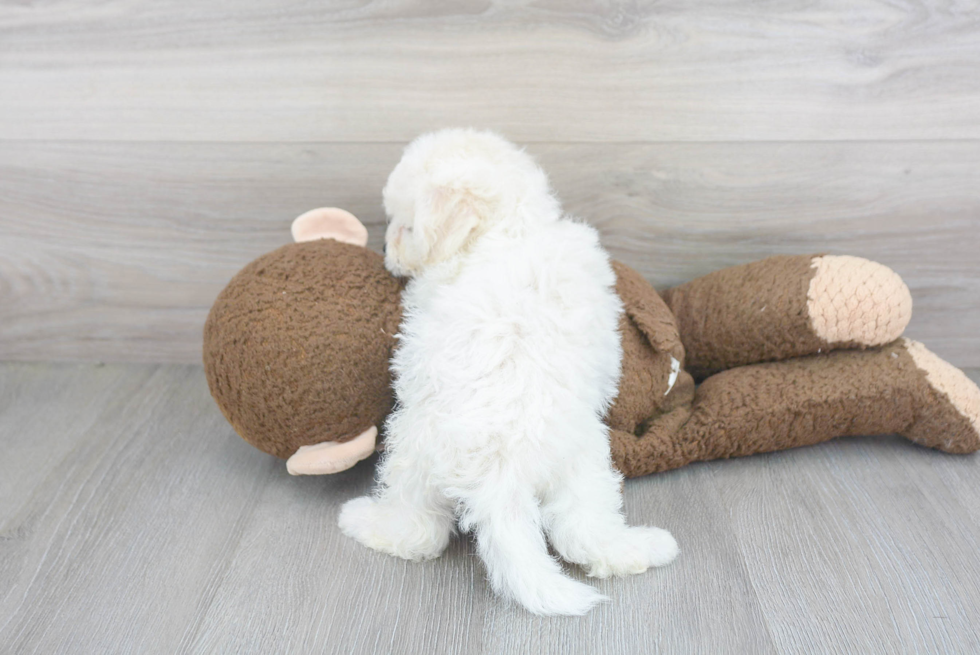 Bichon Frise Puppy for Adoption