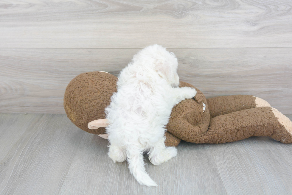 Bichon Frise Pup Being Cute