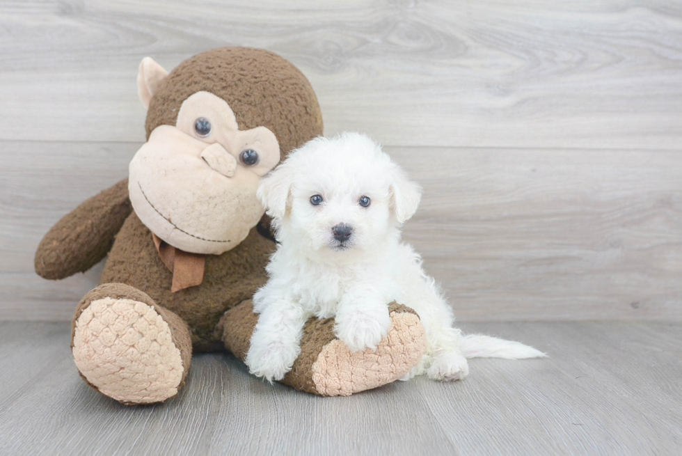 Hypoallergenic Bichon Frise Baby