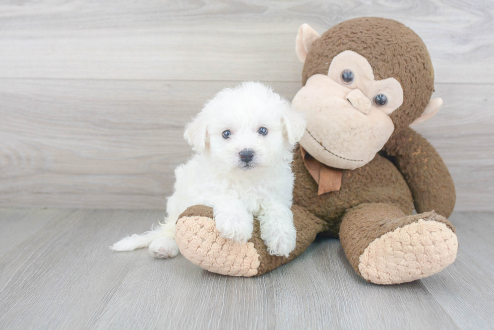 Fluffy Bichon Frise Purebred Puppy