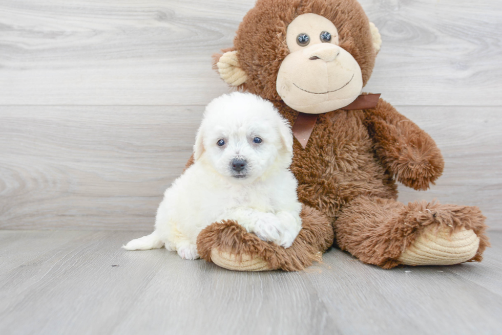 Energetic Bichon Frise Purebred Puppy