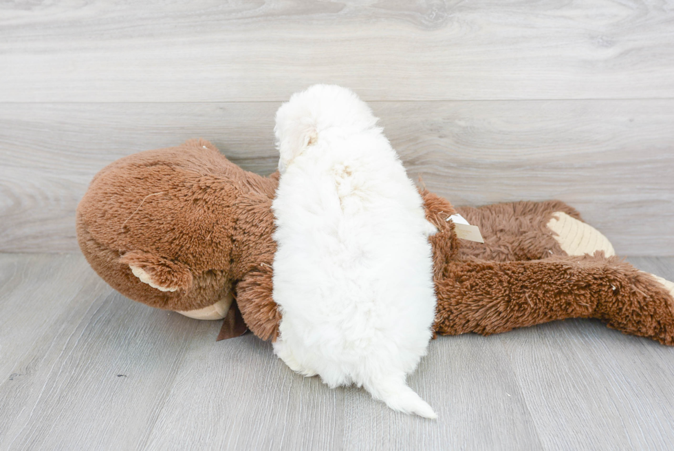 Cute Bichon Frise Purebred Puppy