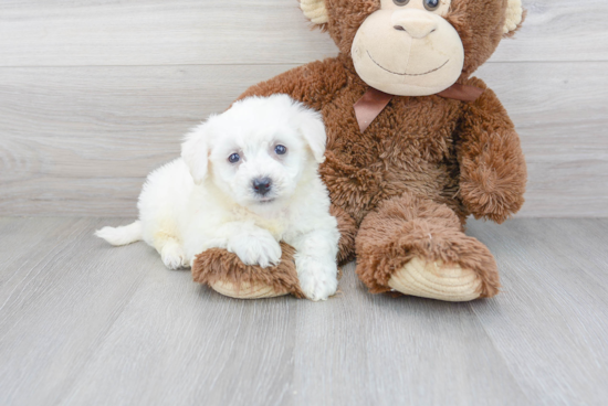 Happy Bichon Frise Purebred Puppy