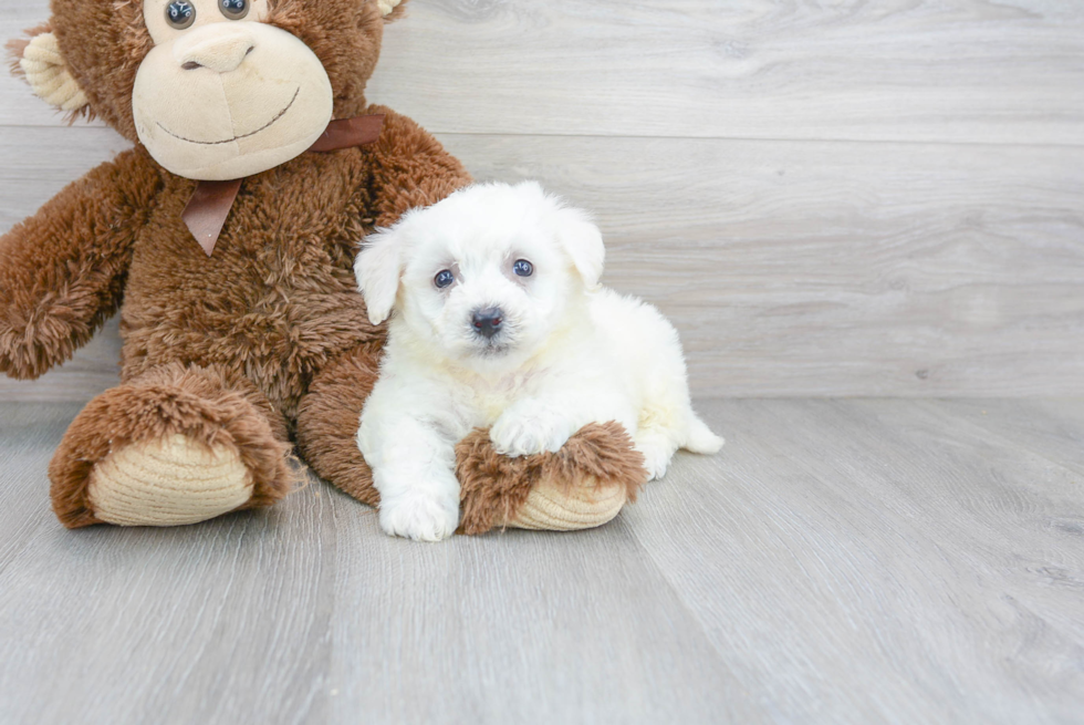 Funny Bichon Frise Purebred Pup