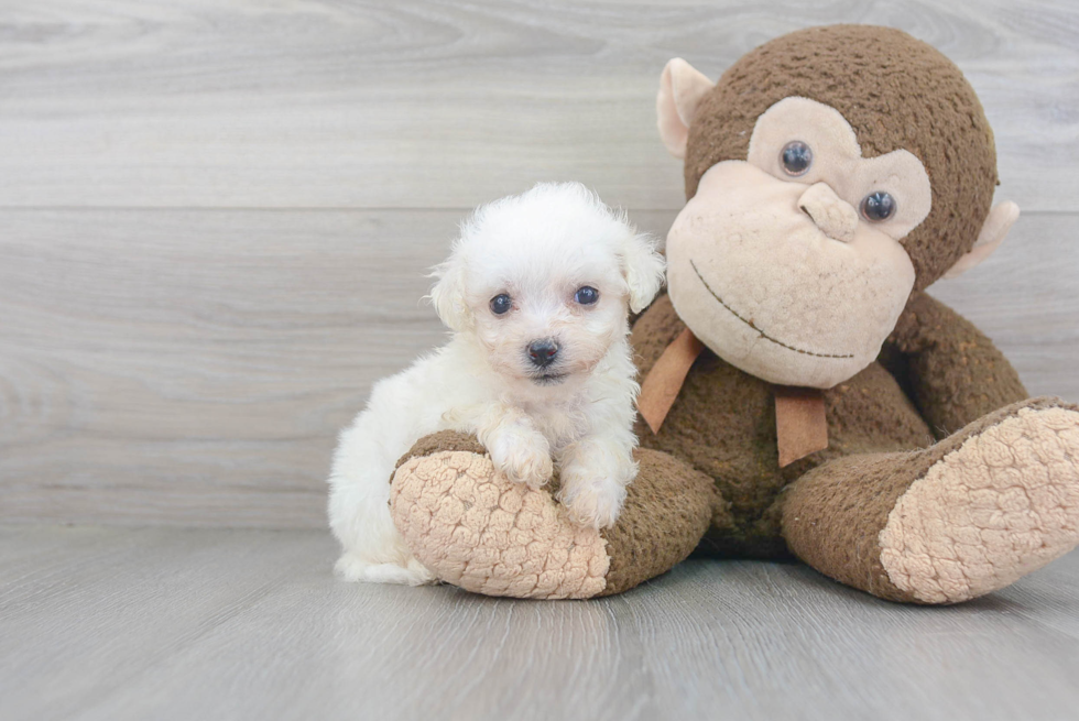 Bichon Frise Puppy for Adoption