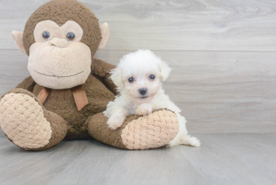 Hypoallergenic Bichon Frise Purebred Pup