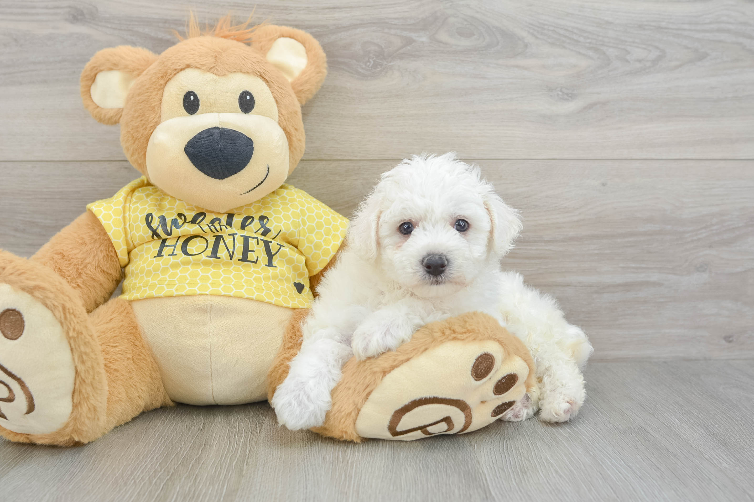 Bichon Frise Puppy for Adoption
