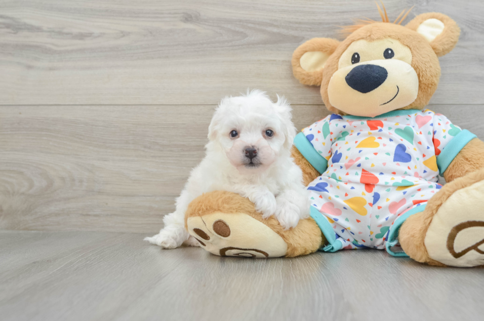 5 week old Bichon Frise Puppy For Sale - Premier Pups