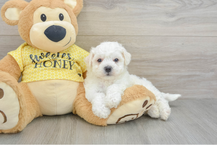 Bichon Frise Puppy for Adoption