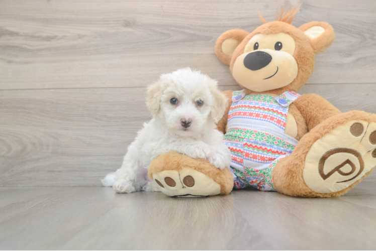 Bichon Frise Puppy for Adoption