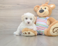 5 week old Bichon Frise Puppy For Sale - Premier Pups