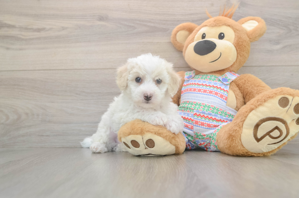 5 week old Bichon Frise Puppy For Sale - Premier Pups