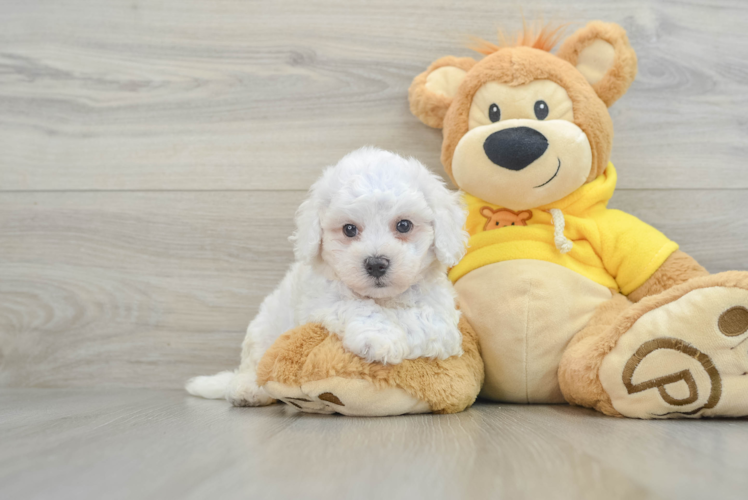 Bichon Frise Pup Being Cute