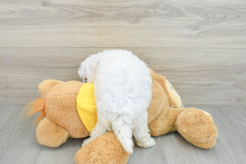 Energetic Bichon À Poil Frisé Purebred Puppy