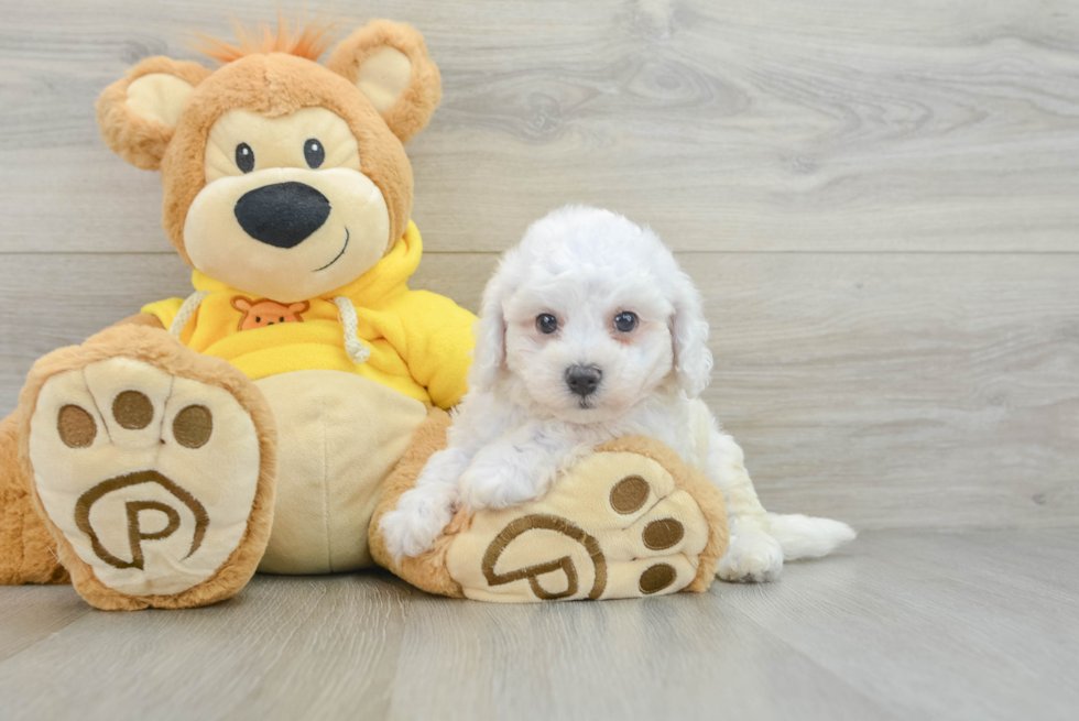 Happy Bichon À Poil Frisé Purebred Puppy