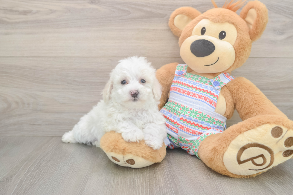 Bichon Frise Pup Being Cute