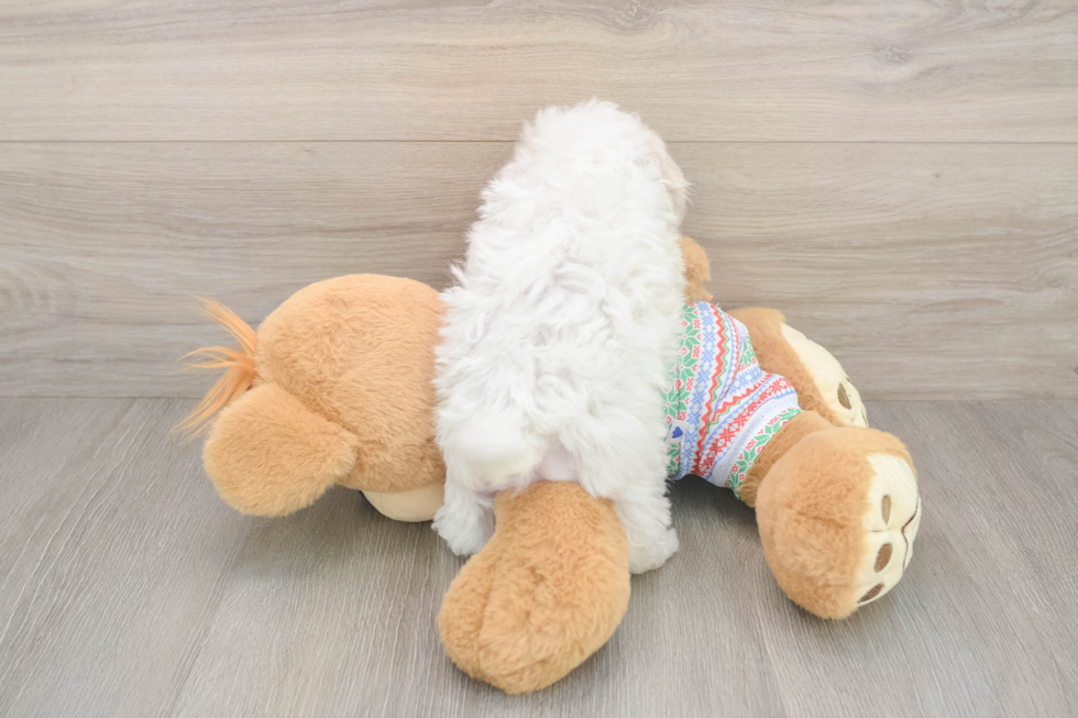 Bichon Frise Puppy for Adoption