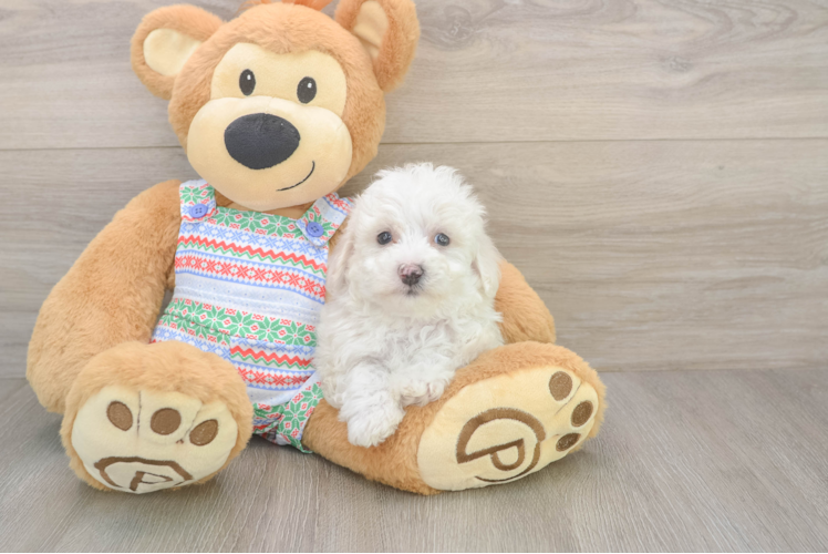 Adorable Bichon À Poil Frisé Purebred Puppy