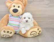 5 week old Bichon Frise Puppy For Sale - Premier Pups