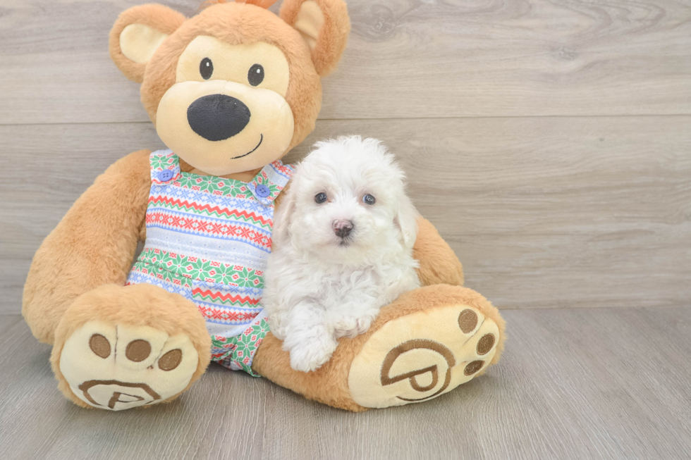 Adorable Bichon À Poil Frisé Purebred Puppy