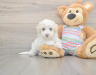 5 week old Bichon Frise Puppy For Sale - Premier Pups