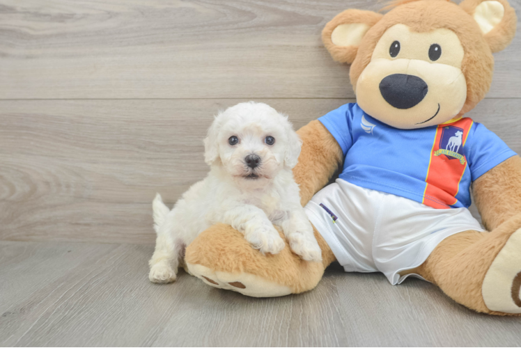 Akc Registered Bichon Frise Purebred Pup