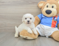 5 week old Bichon Frise Puppy For Sale - Premier Pups