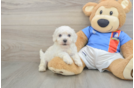 Akc Registered Bichon Frise Purebred Pup
