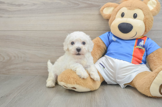 Akc Registered Bichon Frise Purebred Pup