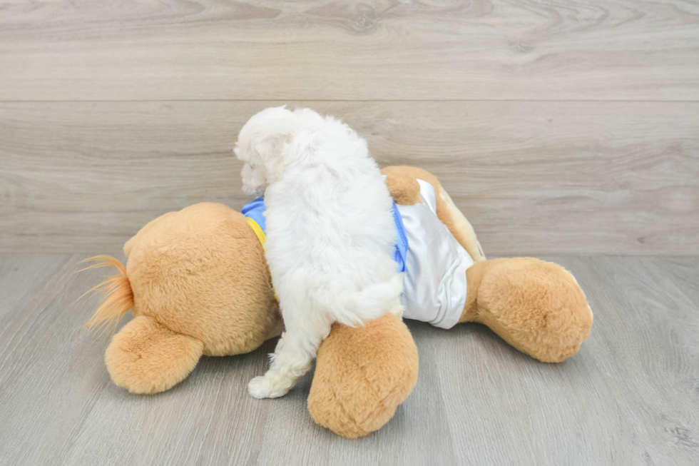 Best Bichon Frise Baby