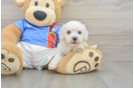 Bichon Frise Puppy for Adoption