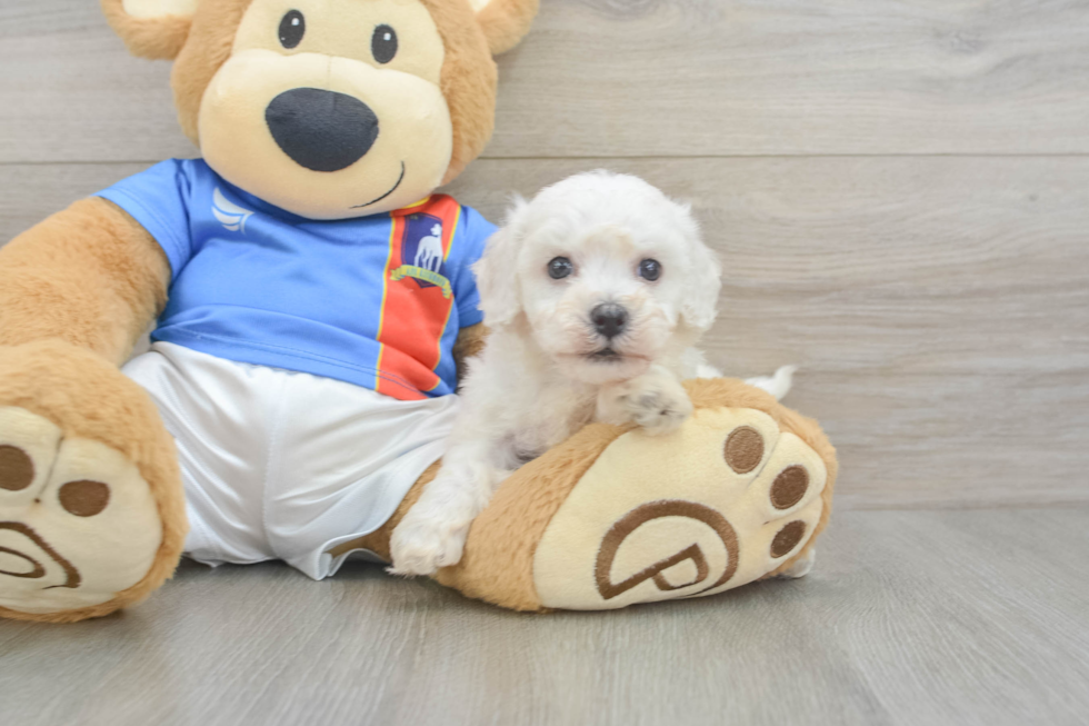 Bichon Frise Puppy for Adoption
