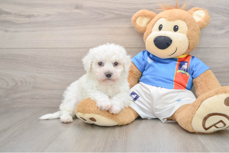 Bichon Frise Pup Being Cute