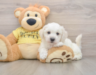 5 week old Bichon Frise Puppy For Sale - Premier Pups