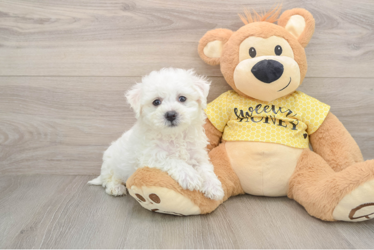 Happy Bichon À Poil Frisé Purebred Puppy