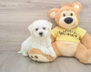 6 week old Bichon Frise Puppy For Sale - Premier Pups